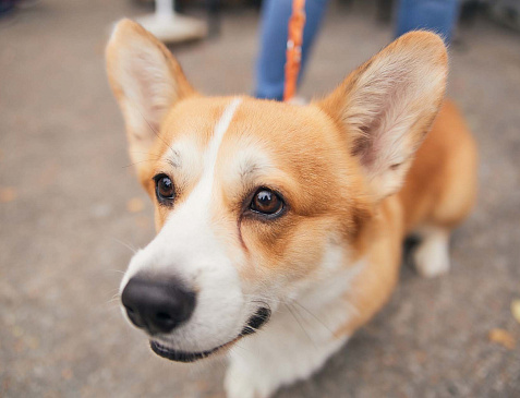 Первая сертификатная выставка собак Донецк