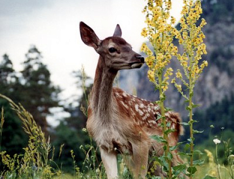 Кавказский государственный природный биосферный заповедник имени Х.Г. Шапошникова