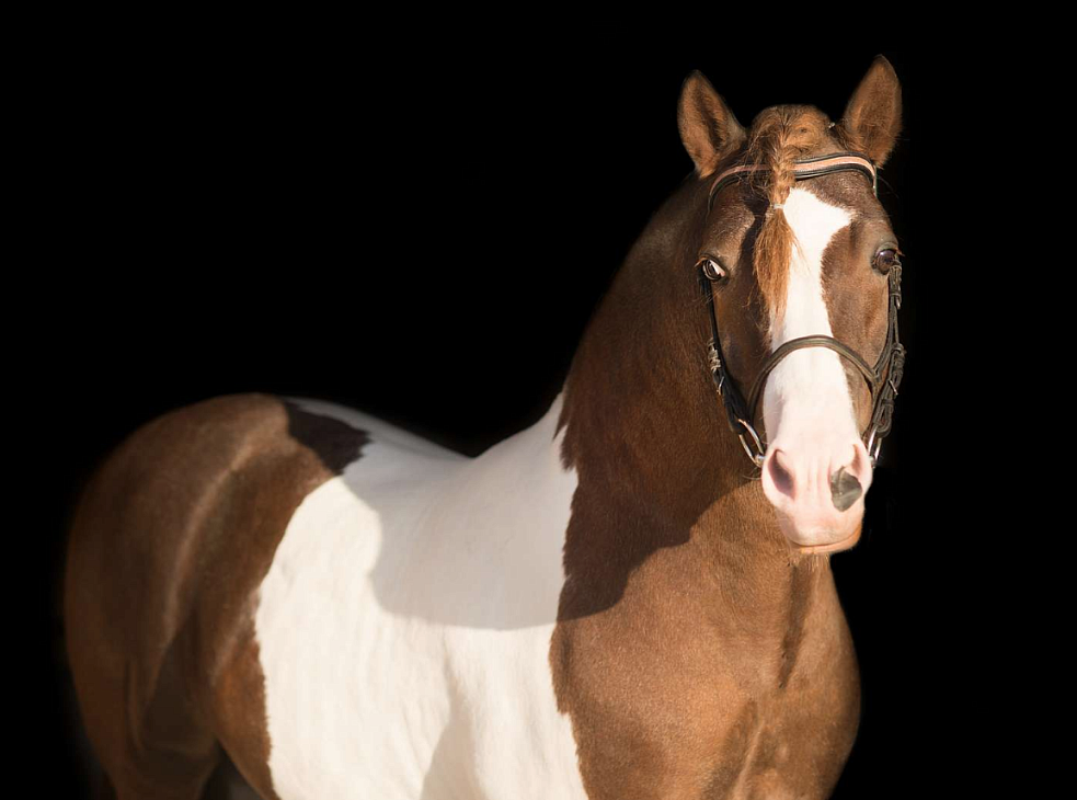 Загородный комплекс «Гермес»